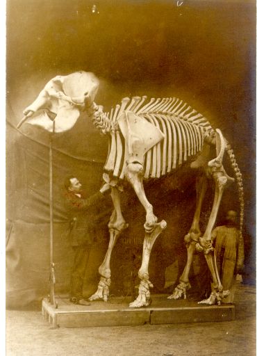 Elephas_maximus_82-8070_avi_antic (2)